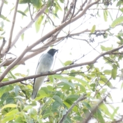 Coracina novaehollandiae (Black-faced Cuckooshrike) at Long Point Lookout (Morton National Park) - 26 Mar 2022 by Aussiegall