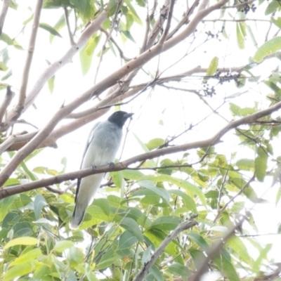 Coracina novaehollandiae (Black-faced Cuckooshrike) at Long Point Lookout (Morton National Park) - 26 Mar 2022 by Aussiegall