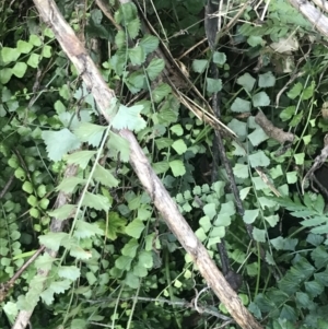 Asplenium flabellifolium at Paddys River, ACT - 26 Jun 2022