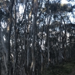 Eucalyptus pauciflora subsp. pauciflora (White Sally, Snow Gum) at Tidbinbilla Nature Reserve - 26 Jun 2022 by Tapirlord