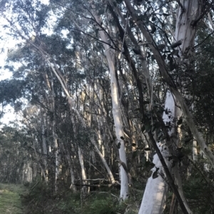 Eucalyptus pauciflora subsp. pauciflora at Tidbinbilla Nature Reserve - 26 Jun 2022