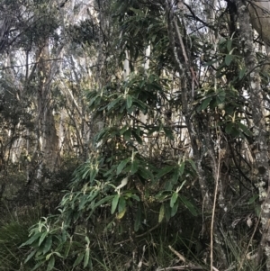 Bedfordia arborescens at Paddys River, ACT - 26 Jun 2022