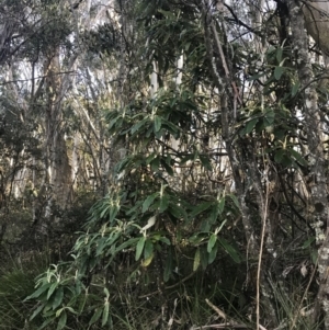 Bedfordia arborescens (Blanket Bush) at Paddys River, ACT by Tapirlord