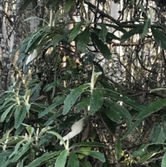 Bedfordia arborescens at Paddys River, ACT - 26 Jun 2022