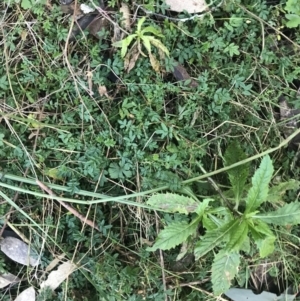 Acaena novae-zelandiae at Paddys River, ACT - 26 Jun 2022