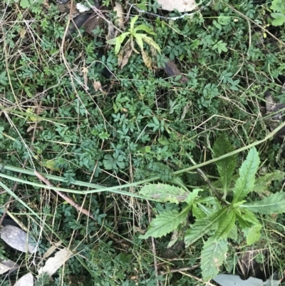 Acaena novae-zelandiae (Bidgee Widgee) at Paddys River, ACT - 26 Jun 2022 by Tapirlord