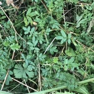 Acaena novae-zelandiae at Paddys River, ACT - 26 Jun 2022