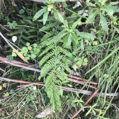 Polystichum proliferum (Mother Shield Fern) at Tidbinbilla Nature Reserve - 26 Jun 2022 by Tapirlord