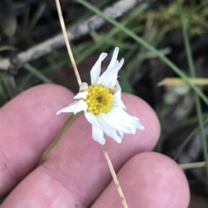 Brachyscome aculeata (Hill Daisy) at Paddys River, ACT by Tapirlord