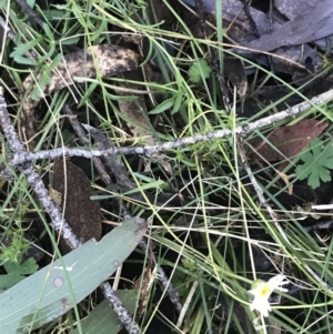 Brachyscome aculeata at Paddys River, ACT - 26 Jun 2022