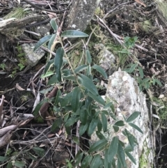 Olearia megalophylla (Large-leaf Daisy-bush) at Tidbinbilla Nature Reserve - 26 Jun 2022 by Tapirlord