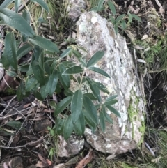 Olearia megalophylla at Paddys River, ACT - 26 Jun 2022