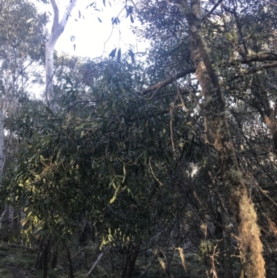 Acacia melanoxylon (Blackwood) at Paddys River, ACT - 26 Jun 2022 by Tapirlord
