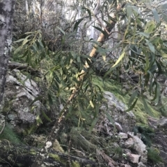 Acacia melanoxylon at Paddys River, ACT - 26 Jun 2022