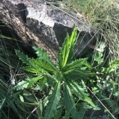 Senecio linearifolius var. latifolius at Paddys River, ACT - 26 Jun 2022 by Tapirlord