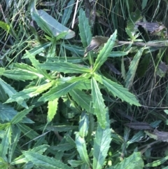 Senecio linearifolius var. latifolius at Paddys River, ACT - 26 Jun 2022 02:40 PM