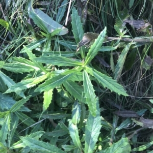 Senecio linearifolius var. latifolius at Paddys River, ACT - 26 Jun 2022