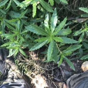 Senecio linearifolius var. latifolius at Paddys River, ACT - 26 Jun 2022