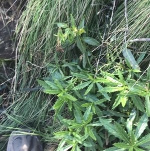 Senecio linearifolius var. latifolius at Paddys River, ACT - 26 Jun 2022