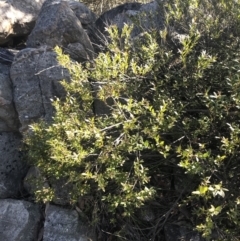 Platysace lanceolata (Shrubby Platysace) at Paddys River, ACT - 26 Jun 2022 by Tapirlord