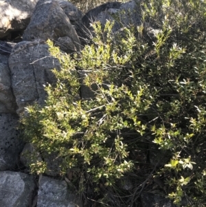 Platysace lanceolata at Paddys River, ACT - 26 Jun 2022