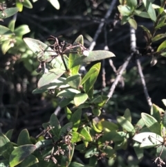 Platysace lanceolata at Paddys River, ACT - 26 Jun 2022