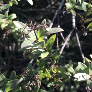 Platysace lanceolata at Paddys River, ACT - 26 Jun 2022