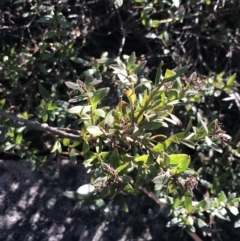 Platysace lanceolata at Paddys River, ACT - 26 Jun 2022