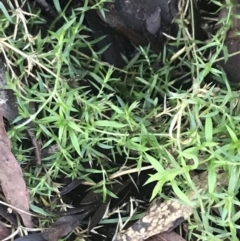 Stellaria pungens (Prickly Starwort) at Tidbinbilla Nature Reserve - 26 Jun 2022 by Tapirlord