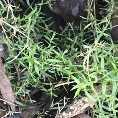 Stellaria pungens (Prickly Starwort) at Paddys River, ACT - 26 Jun 2022 by Tapirlord