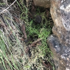 Stellaria pungens at Paddys River, ACT - 26 Jun 2022