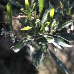 Dodonaea viscosa (Hop Bush) at Cotter River, ACT - 26 Jun 2022 by Tapirlord
