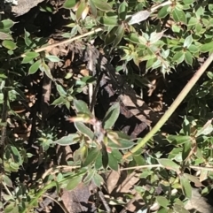 Leucopogon fraseri (Sharp Beard-heath) at Cotter River, ACT - 26 Jun 2022 by Tapirlord