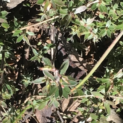 Leucopogon fraseri (Sharp Beard-heath) at Cotter River, ACT - 26 Jun 2022 by Tapirlord