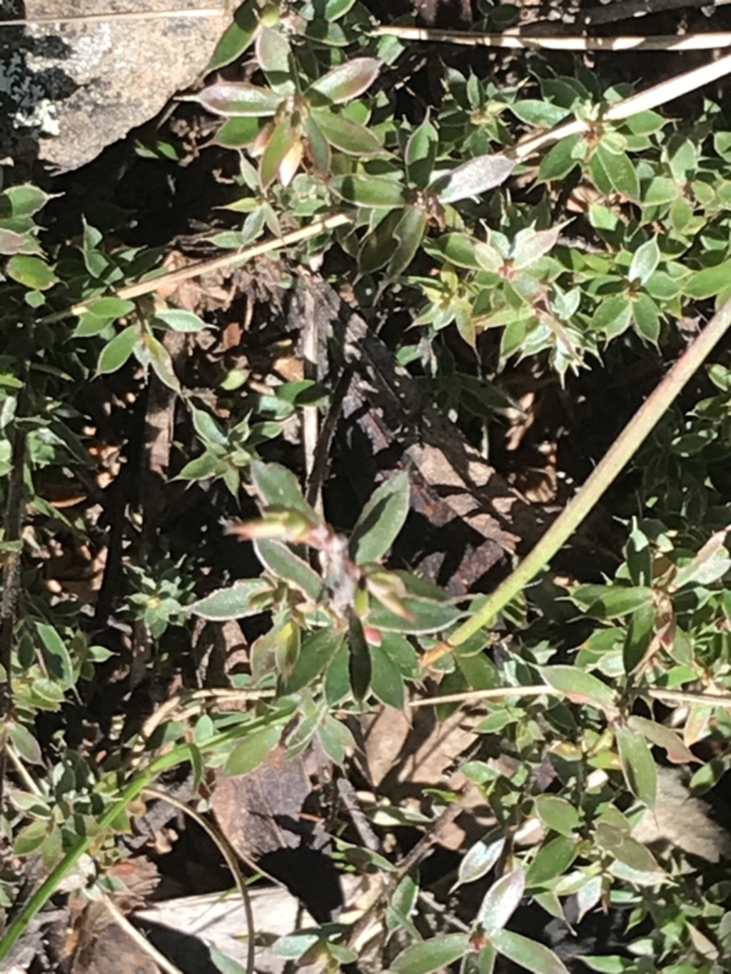 Leucopogon fraseri at Cotter River, ACT - 26 Jun 2022