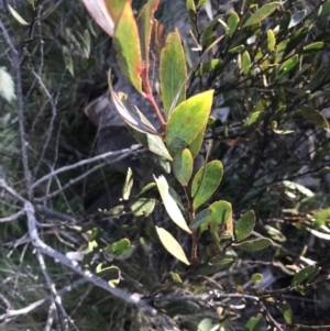 Daviesia mimosoides subsp. acris at Paddys River, ACT - 26 Jun 2022