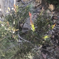 Daviesia mimosoides subsp. acris at Paddys River, ACT - 26 Jun 2022 02:08 PM