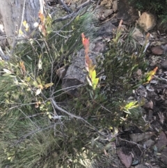 Daviesia mimosoides subsp. acris at Paddys River, ACT - 26 Jun 2022