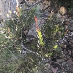 Daviesia mimosoides subsp. acris at Paddys River, ACT - 26 Jun 2022 02:08 PM