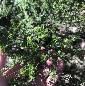 Leionema lamprophyllum subsp. obovatum at Cotter River, ACT - 26 Jun 2022