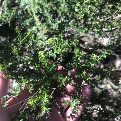 Leionema lamprophyllum subsp. obovatum (Shiny Phebalium) at Cotter River, ACT - 26 Jun 2022 by Tapirlord