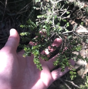 Leionema lamprophyllum subsp. obovatum at Cotter River, ACT - 26 Jun 2022