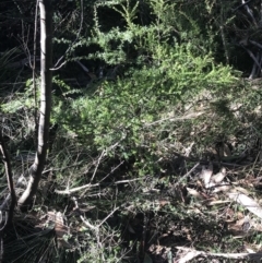 Leionema lamprophyllum subsp. obovatum at Cotter River, ACT - 26 Jun 2022