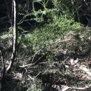 Leionema lamprophyllum subsp. obovatum at Cotter River, ACT - 26 Jun 2022