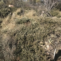 Grevillea diminuta at Cotter River, ACT - 26 Jun 2022 01:23 PM