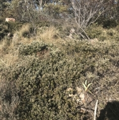 Grevillea diminuta at Cotter River, ACT - 26 Jun 2022 01:23 PM