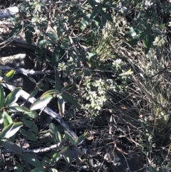 Oxylobium ellipticum at Paddys River, ACT - 26 Jun 2022