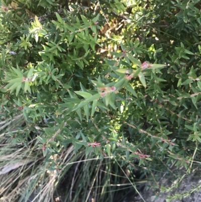 Acrotriche leucocarpa (Tall Acrotriche) at Tidbinbilla Nature Reserve - 26 Jun 2022 by Tapirlord