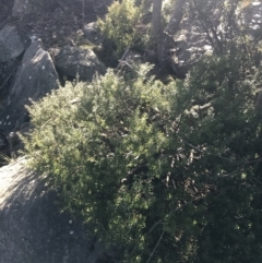 Acrotriche leucocarpa at Paddys River, ACT - 26 Jun 2022