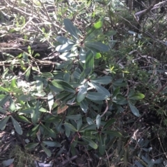 Tasmannia xerophila subsp. xerophila (Alpine Pepperbush) at Paddys River, ACT - 26 Jun 2022 by Tapirlord